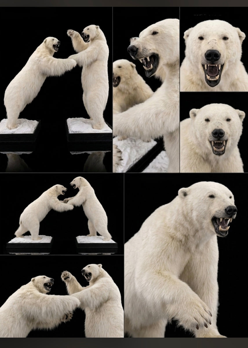 Museum Quality Fighting Polar Bear Taxidermy Pair