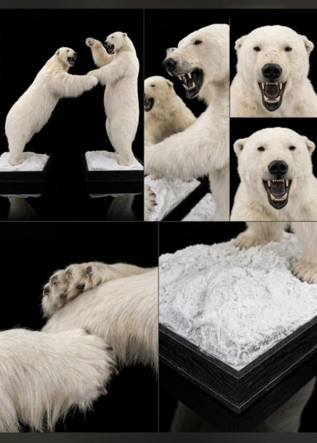 Museum Quality Fighting Polar Bear Taxidermy Pair