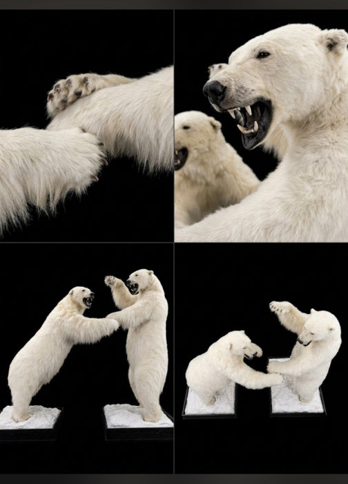 Museum Quality Fighting Polar Bear Taxidermy Pair