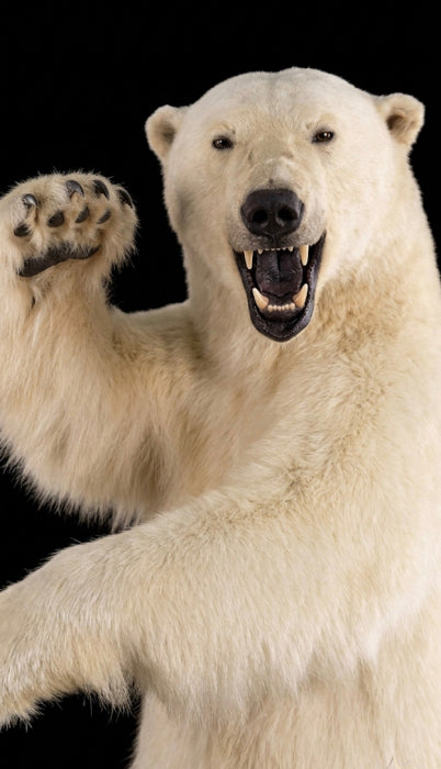 Museum Quality Fighting Polar Bear Taxidermy Pair