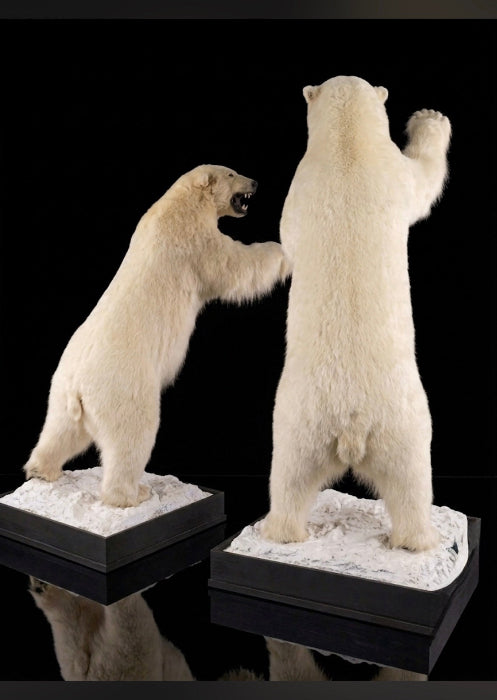 Museum Quality Fighting Polar Bear Taxidermy Pair