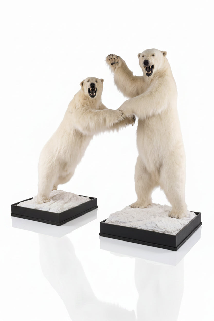 Museum Quality Fighting Polar Bear Taxidermy Pair