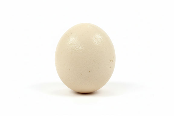 Vintage Genuine Empty Ostrich Egg Shell Large|287051705106