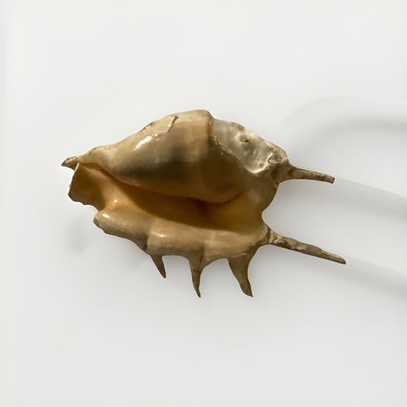 Sea Small Beach Seashell Rare Shells Beautiful Nautical Natural Decor Ocean|286884948629