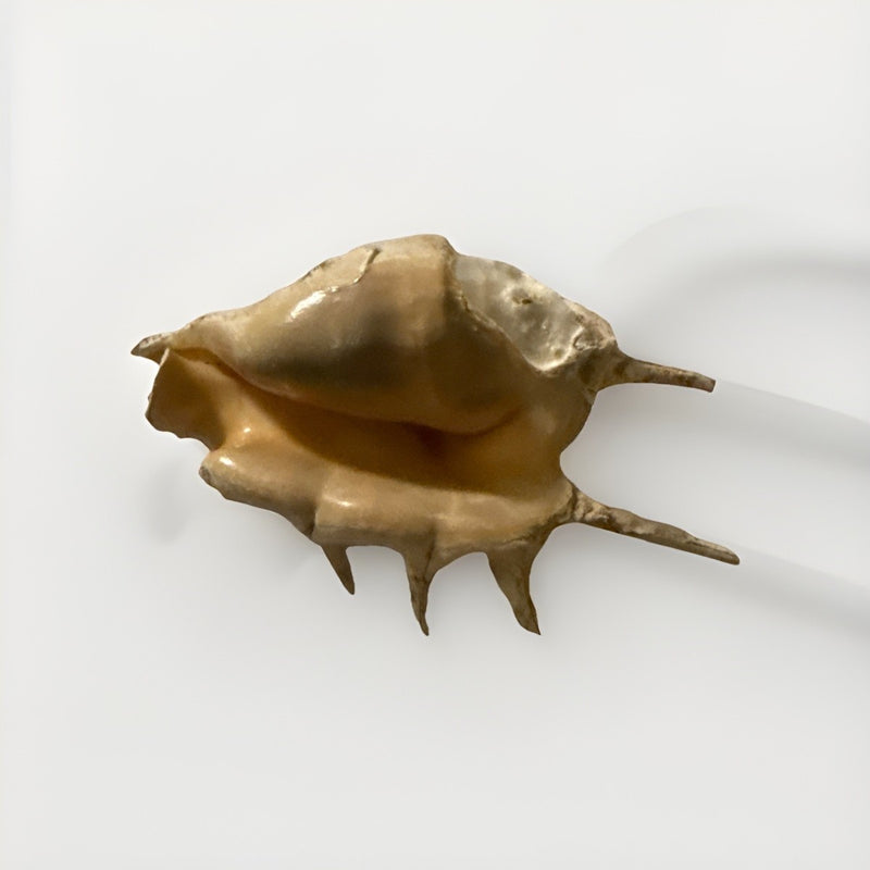 Sea Small Beach Seashell Rare Shells Beautiful Nautical Natural Decor Ocean|286884948629