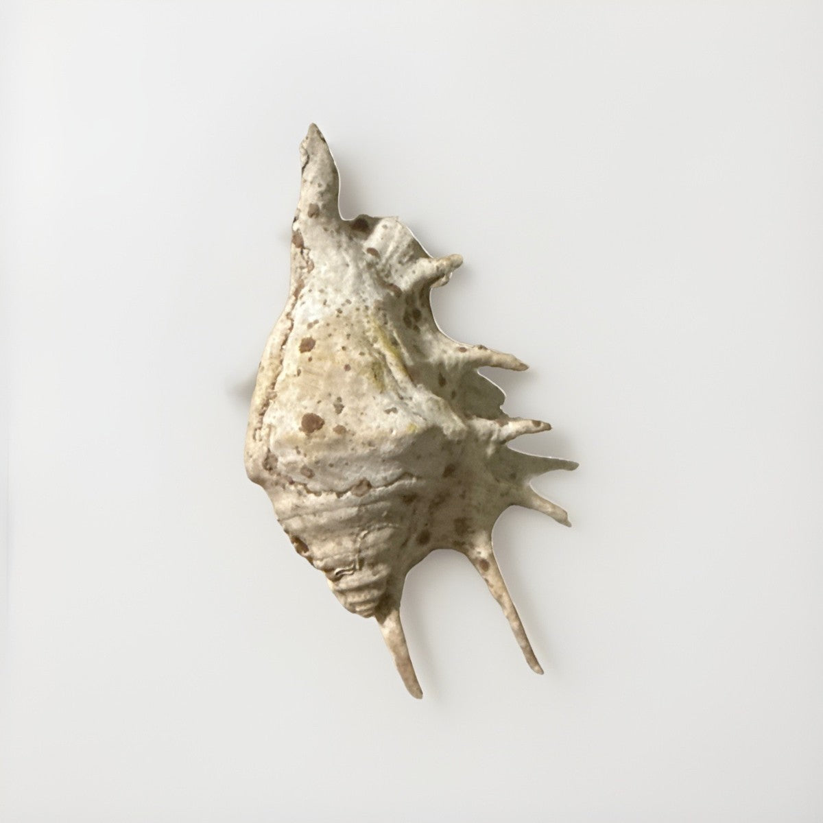 Sea Small Beach Seashell Rare Shells Beautiful Nautical Natural Decor Ocean|286884948629