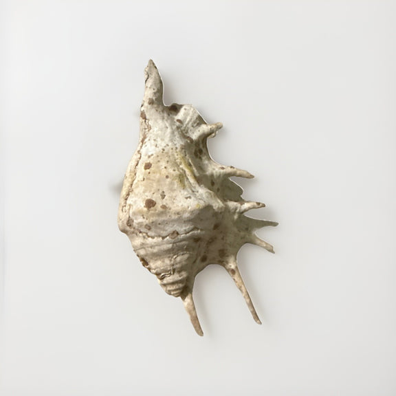 Sea Small Beach Seashell Rare Shells Beautiful Nautical Natural Decor Ocean|286884948629