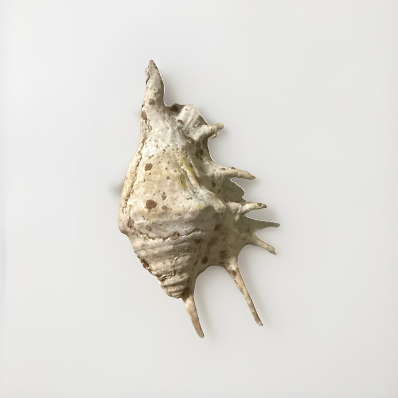 Sea Small Beach Seashell Rare Shells Beautiful Nautical Natural Decor Ocean|286884948629