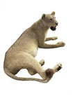 Magnificent Vintage Lion & Lioness Taxidermy Pair