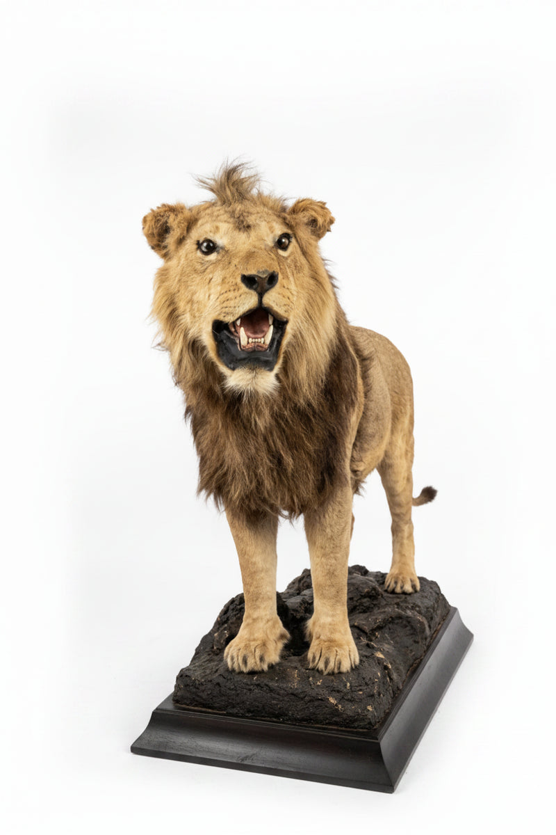 Magnificent Vintage Lion & Lioness Taxidermy Pair