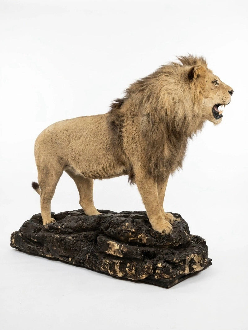Magnificent Vintage Lion & Lioness Taxidermy Pair