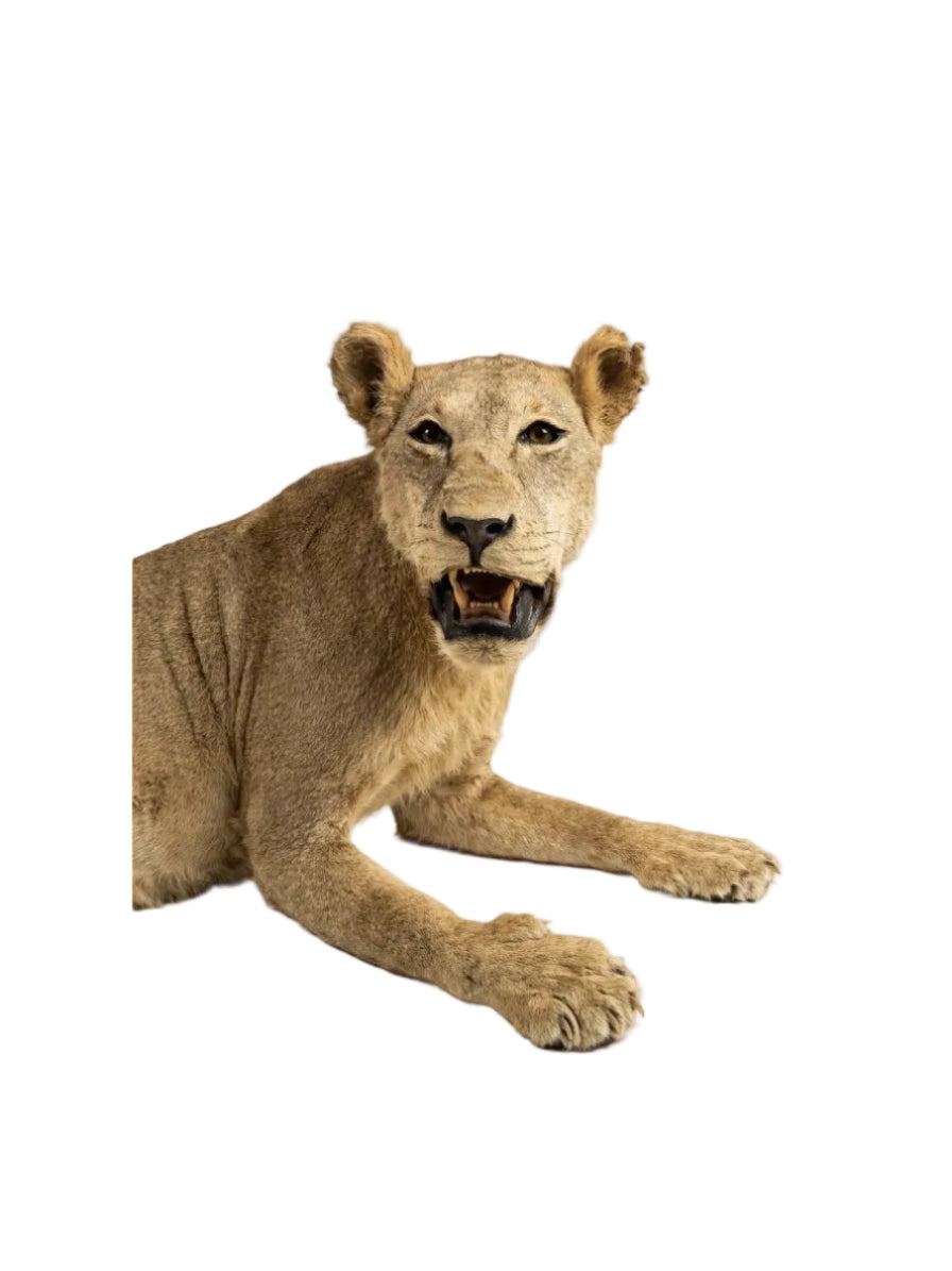 Magnificent Vintage Lion & Lioness Taxidermy Pair