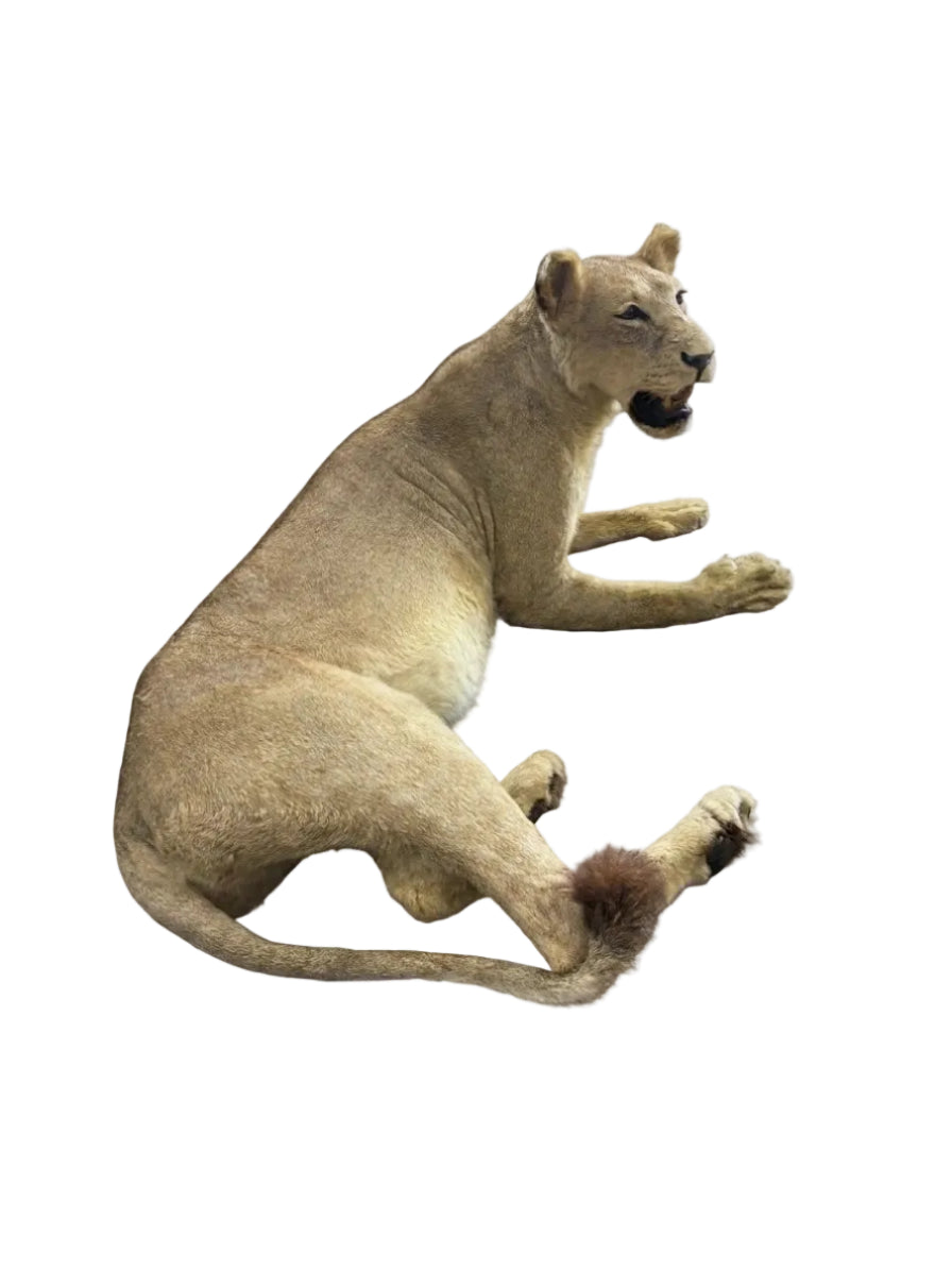 Magnificent Vintage Lion & Lioness Taxidermy Pair
