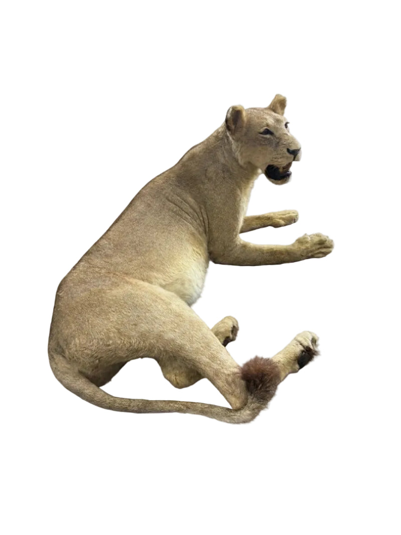 Magnificent Vintage Lion & Lioness Taxidermy Pair