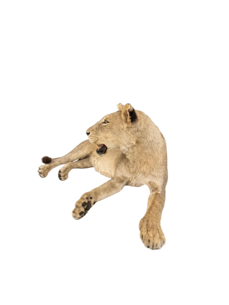 Magnificent Vintage Lion & Lioness Taxidermy Pair
