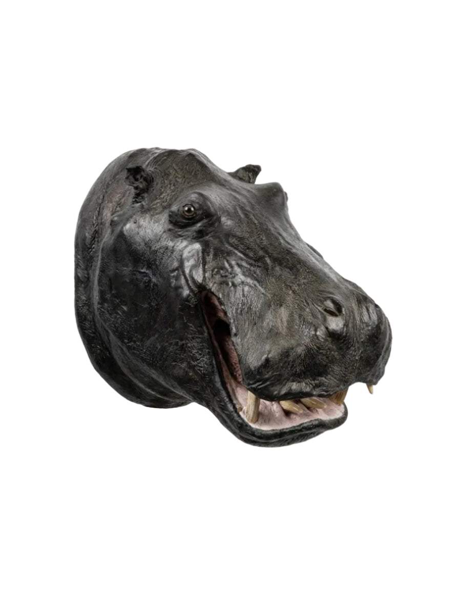 Rare Large Vintage African Hippopotamus Taxidermy Head Mount