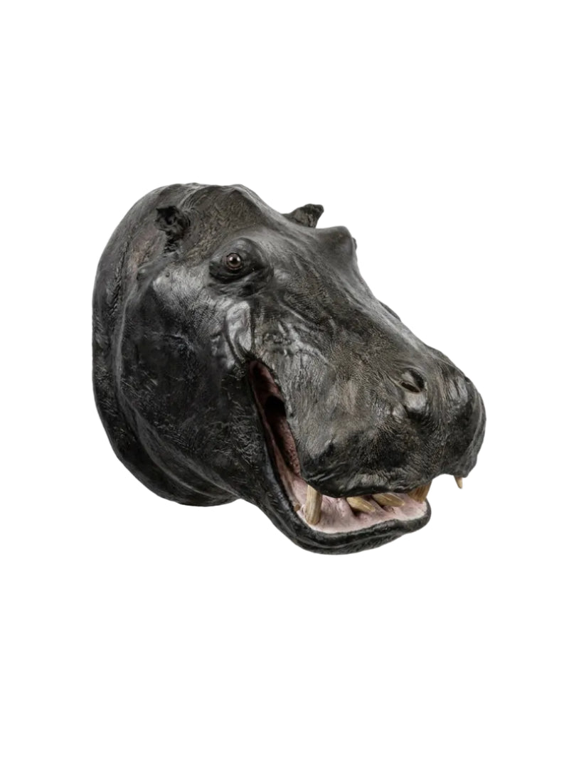 Rare Large Vintage African Hippopotamus Taxidermy Head Mount