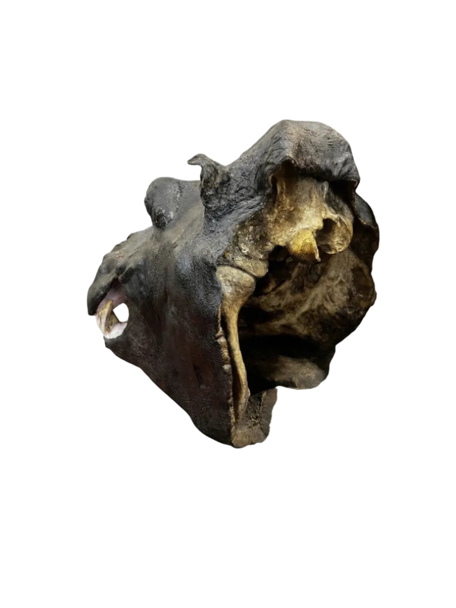 Rare Large Vintage African Hippopotamus Taxidermy Head Mount