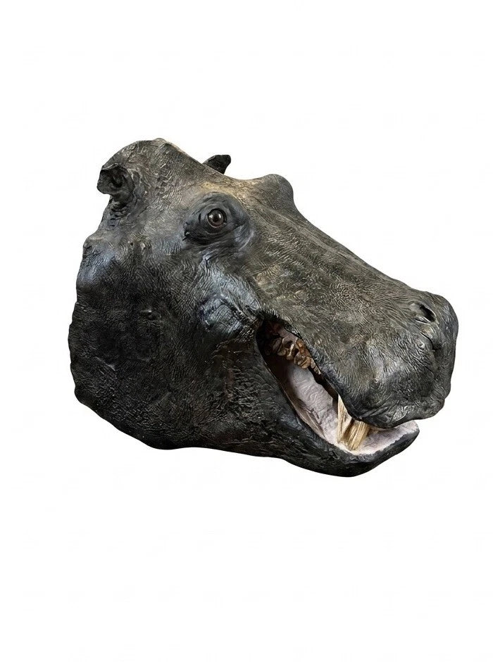 Rare Large Vintage African Hippopotamus Taxidermy Head Mount