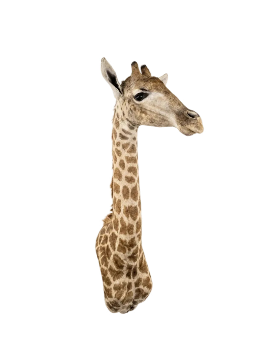 Vintage Giraffe Taxidermy Bust / Shoulder Mount