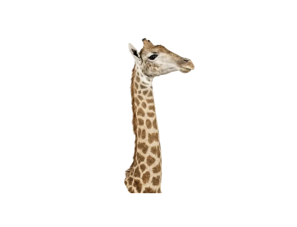 Vintage Giraffe Taxidermy Bust / Shoulder Mount