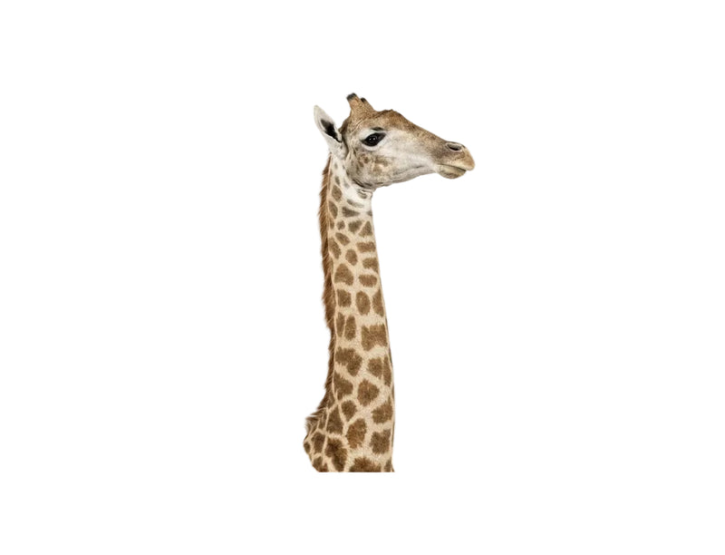 Vintage Giraffe Taxidermy Bust / Shoulder Mount