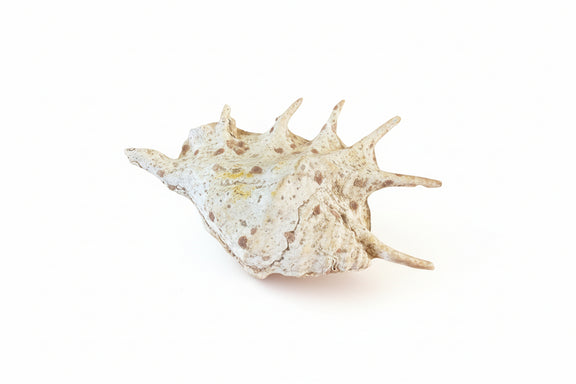 Sea Small Beach Seashell Rare Shells Beautiful Nautical Natural Decor Ocean|286884948629