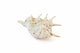 Sea Small Beach Seashell Rare Shells Beautiful Nautical Natural Decor Ocean|286884948629