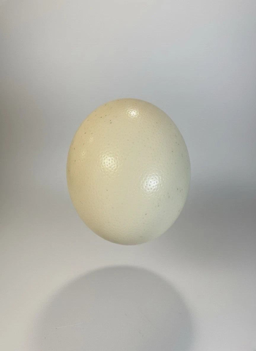 Vintage Genuine Empty Ostrich Egg Shell Large|287051705106