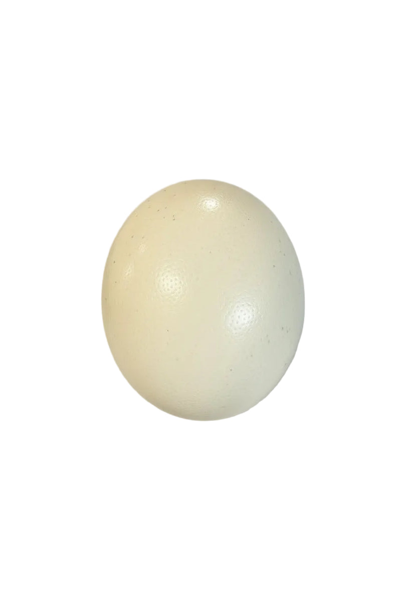 Vintage Genuine Empty Ostrich Egg Shell Large|287051705106