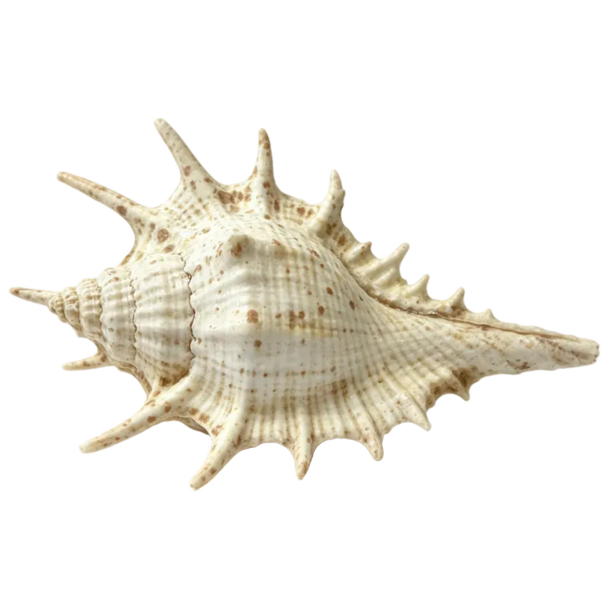 Vintage Spiky Murex Seashell Cream Brown Speckled Shell Decor