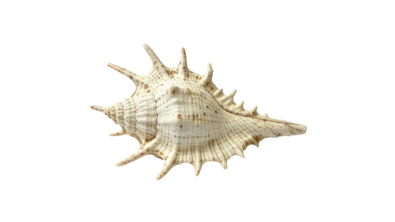 Vintage Spiky Murex Seashell Cream Brown Speckled Shell Decor