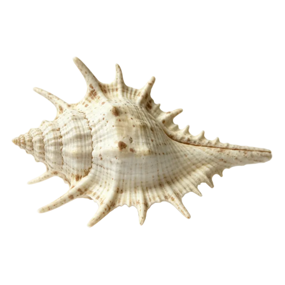 Vintage Spiky Murex Seashell Cream Brown Speckled Shell Decor