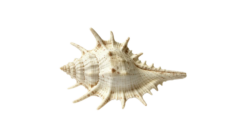 Vintage Spiky Murex Seashell Cream Brown Speckled Shell Decor