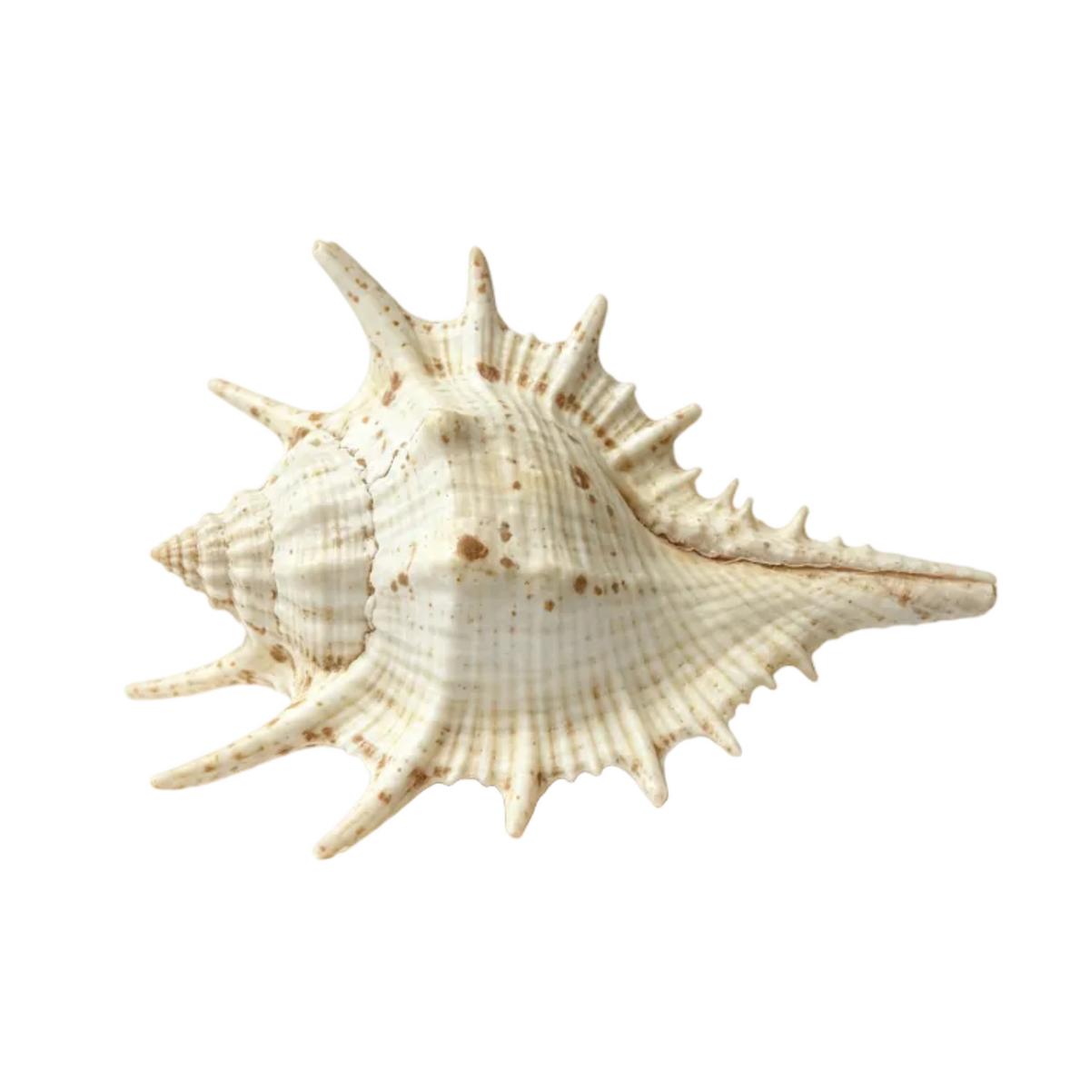 Vintage Spiky Murex Seashell Cream Brown Speckled Shell Decor