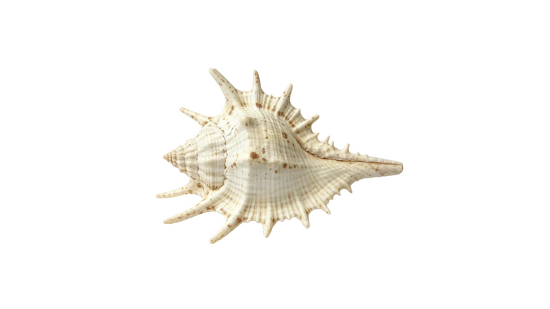 Vintage Spiky Murex Seashell Cream Brown Speckled Shell Decor
